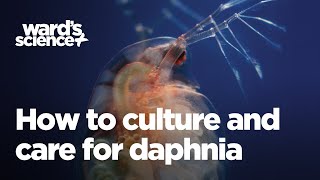 Caring and Culturing for Daphnia [upl. by Aimahs667]