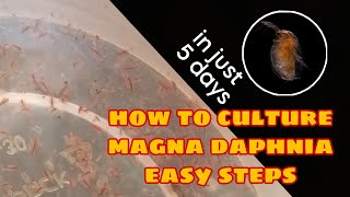 How to Culture Magna Daphnia Easily [upl. by Ursal]