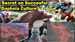 How to Culture Daphnia Successfully [upl. by Anaeel]