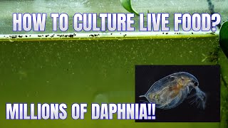 How to Culture Daphnia Secret Method to Breed MILLIONS  Simply Aquatic [upl. by Ylrebme]