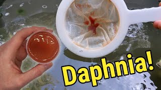 How I Culture Daphnia In Outdoor Tubs [upl. by Cooperstein]