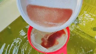 How to culture daphnia  Daphnia culture  How to grow daphnia outdoor [upl. by Matty]