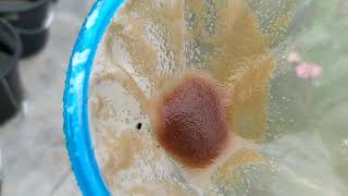 How to culture daphnia moina in a small container Part 1 English Subtitle [upl. by Engen]