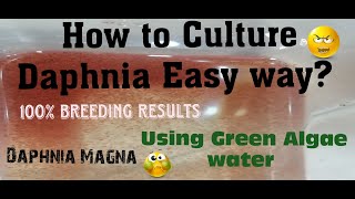 Daphnia MagnaHow to Culture Daphnia Easy wayCulturing Daphnia using Green water Daphnia [upl. by Callista917]