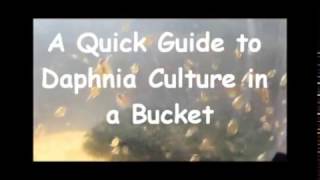 How to culture daphnia outside [upl. by Koppel]