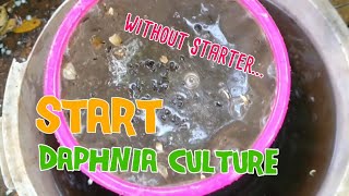 How to culture daphnia moina the easy way 1  Starting the Daphnia culture [upl. by Socher]