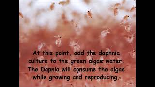 Daphnia  How to grow daphnia in your home [upl. by Marra917]