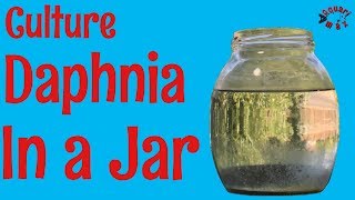 How to Culture Daphnia in a Jar [upl. by Eno]