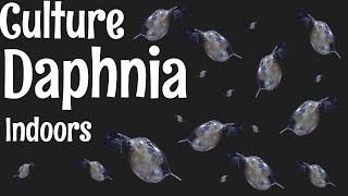 How to Culture Daphnia [upl. by Aratas]