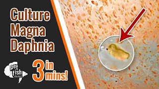 How to culture DAPHNIA MAGNA  The easy way [upl. by Annamarie86]