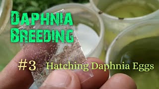 Daphnia Culture made simple and easy 3  Hatching Daphnia eggs [upl. by Petronilla692]