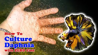 How to Culture Daphnia with ZERO Cost  Unlimited Live Food For Our Fish [upl. by Britte]