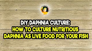 DIY Daphnia Culture How to Culture Nutritious Daphnia as Live Food for Your Fish [upl. by Mathur610]