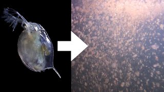 How I Culture Daphnia [upl. by Aiuqenehs]