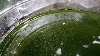 DAPHNIA MOINA CULTURE IN A SMALL BUCKET [upl. by Harbour]