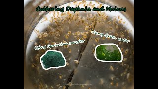 How To Culture Daphnia and Moinas using Green Water Spirulina powder [upl. by Haodnanehs583]