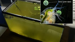 Raising Daphnia for the Freshwater Aquarium [upl. by Anthe]