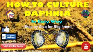 HOW TO CULTURE DAPHNIA In Easy Way [upl. by Athallia]